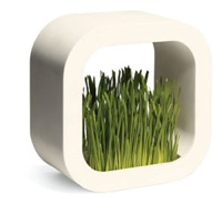 Plant Frame