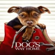 A Dogs Way Home 123Movies
