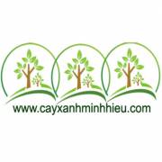 cayxanhminhhieu