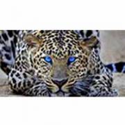 CheetahSkills