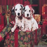 christmas_party