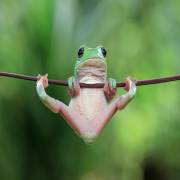 GSfroggie