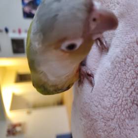Hakuhut