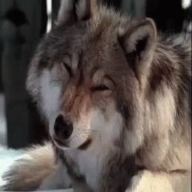 LunaWolf