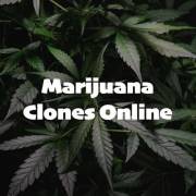 marijuanaclonesonline