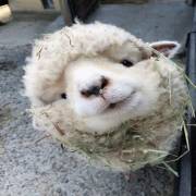 mei_mei