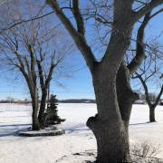 treeservicespringfieldoh