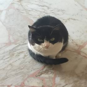 ungoberto